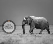 Rädda elefanter