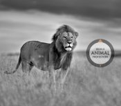 skydda lejon djurplågeri